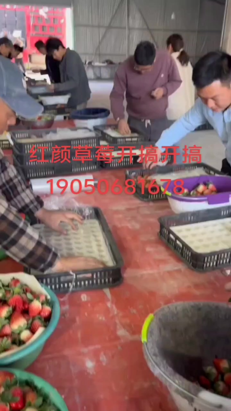 红颜草莓大量供应，对接供应链，商场，市场