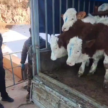 西门塔尔小母牛
