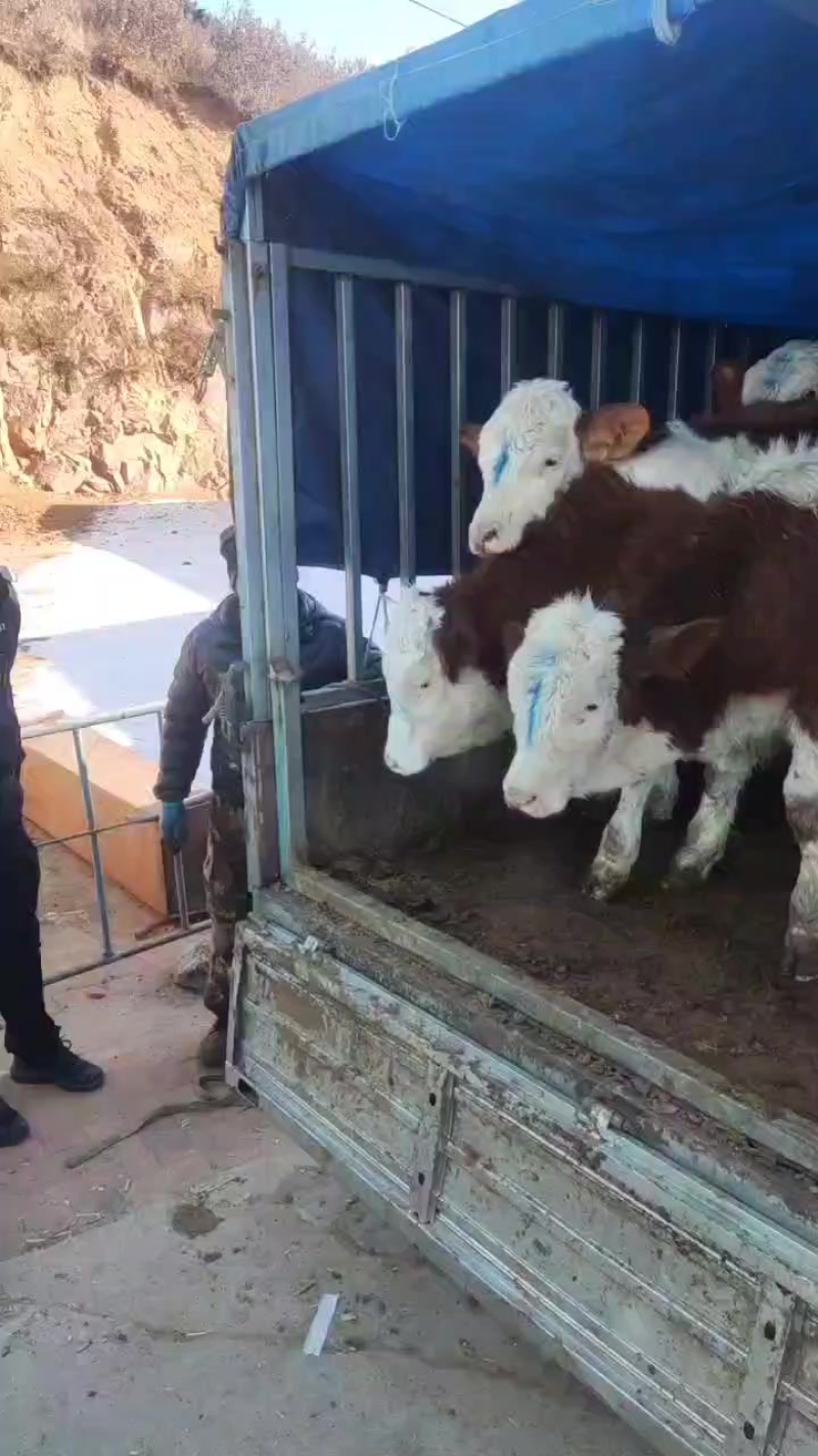 西门塔尔小母牛