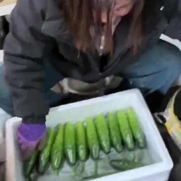 ）老辽宁精品旱黄瓜保证质量，价格便宜