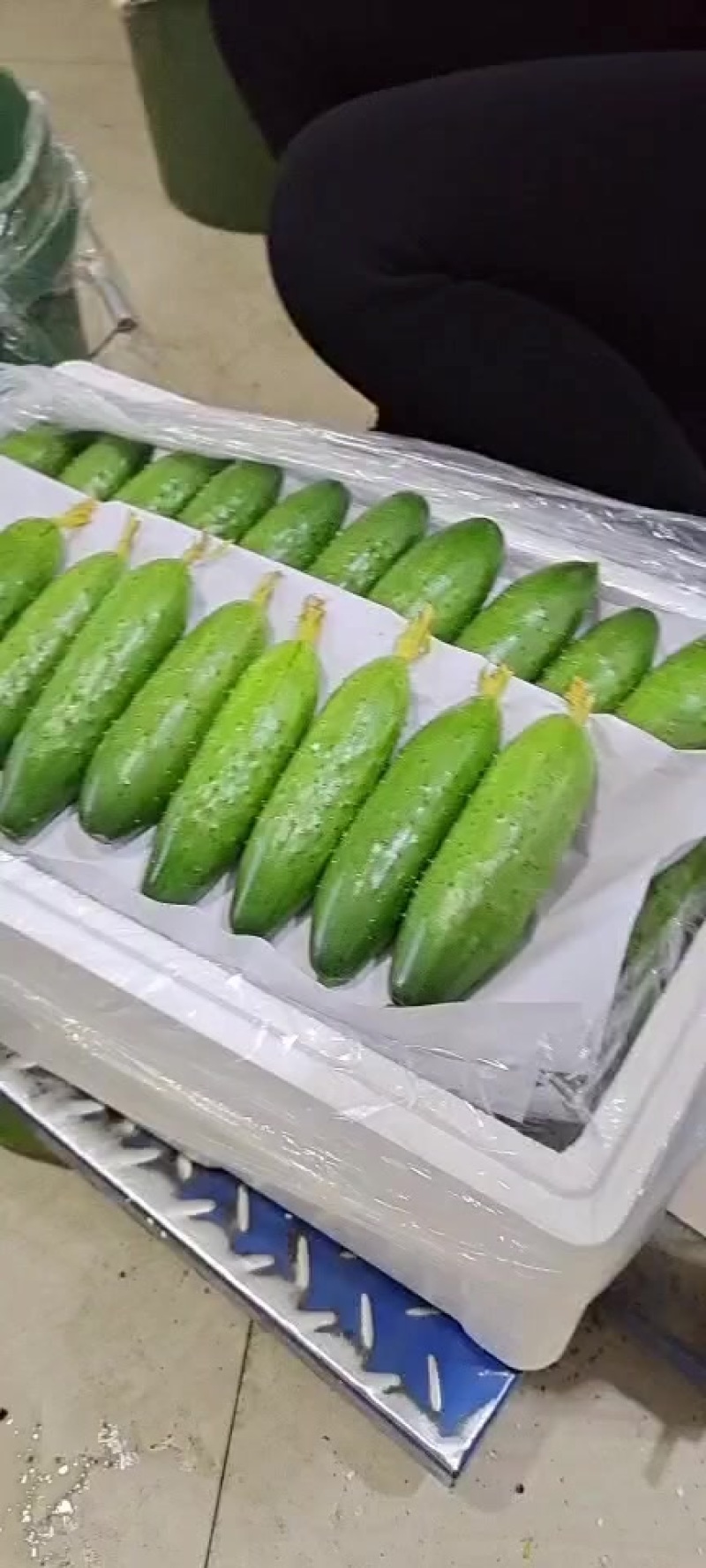 ）老辽宁精品旱黄瓜保证质量，价格便宜