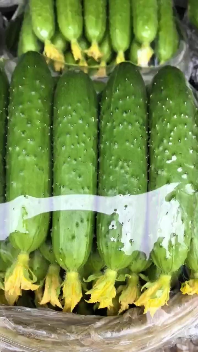 ）老辽宁精品旱黄瓜保证质量，价格便宜