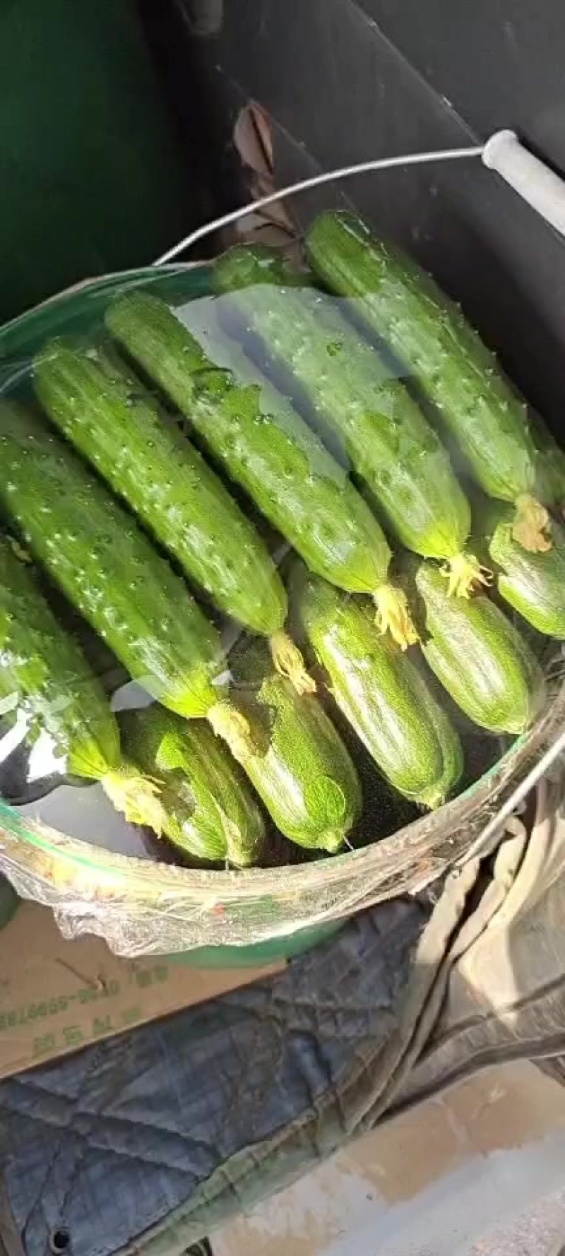 ）老辽宁精品旱黄瓜保证质量，价格便宜