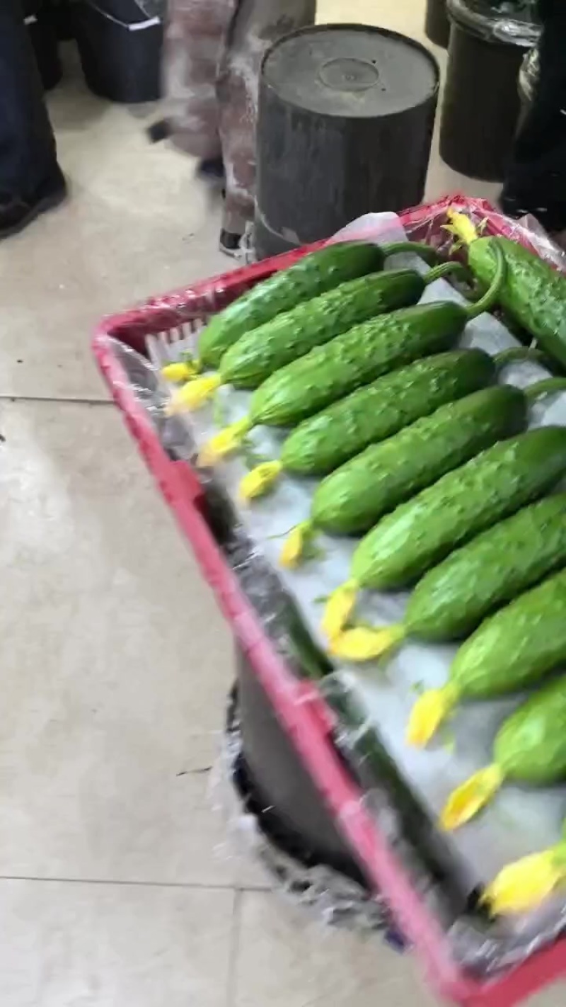 ）老辽宁精品旱黄瓜保证质量，价格便宜