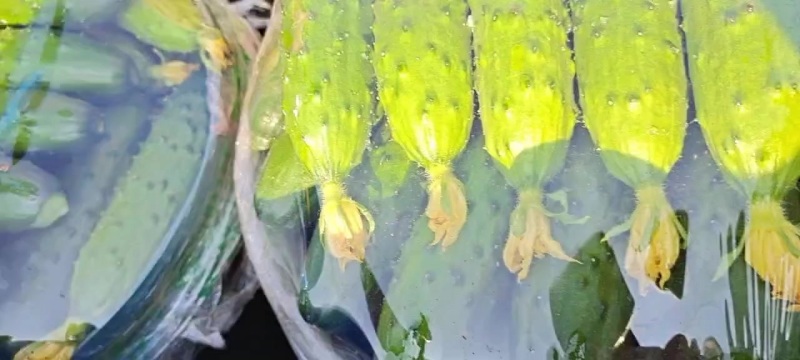 ）老辽宁精品旱黄瓜保证质量，价格便宜