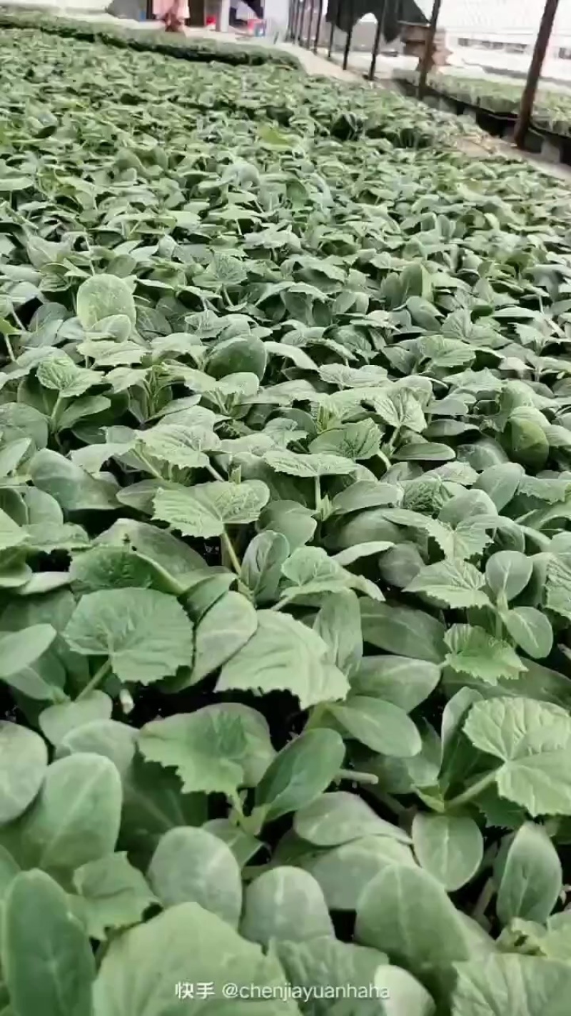 ）老辽宁精品旱黄瓜保证质量，价格便宜