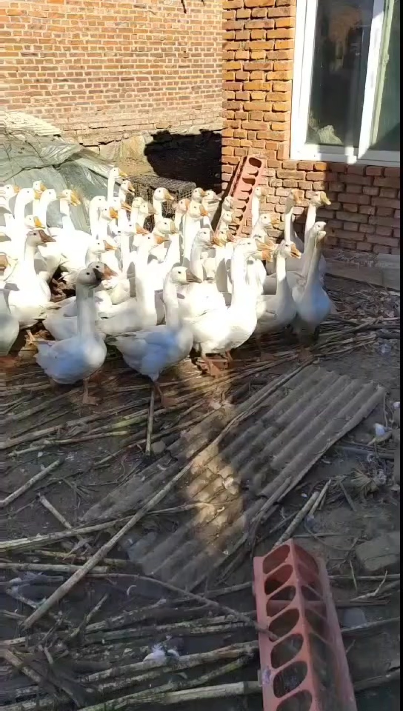 ***********大公鹅母鹅过年下蛋