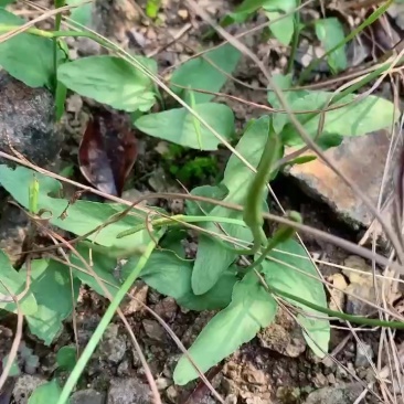 一支箭