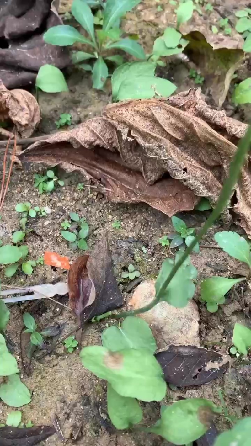 一支箭