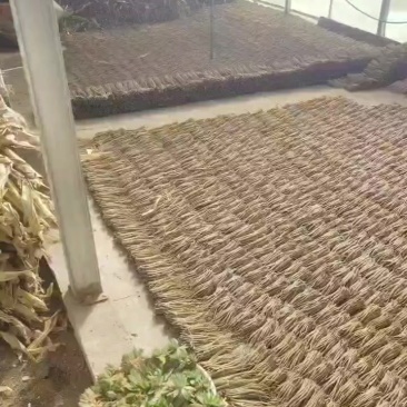 高原甜当归，统货