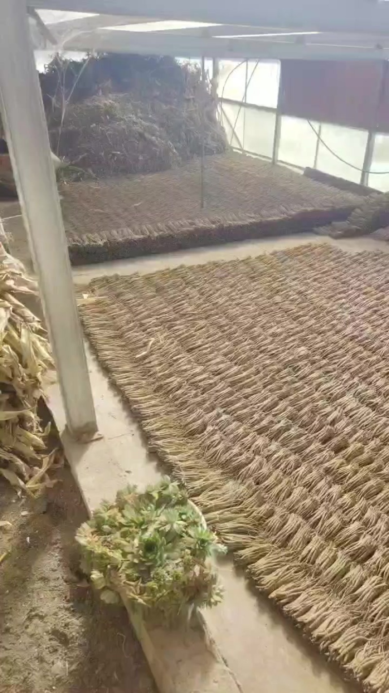 高原甜当归，统货