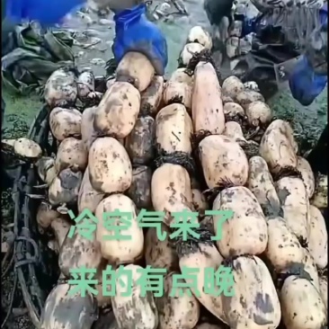 河南南阳新野县精品莲藕