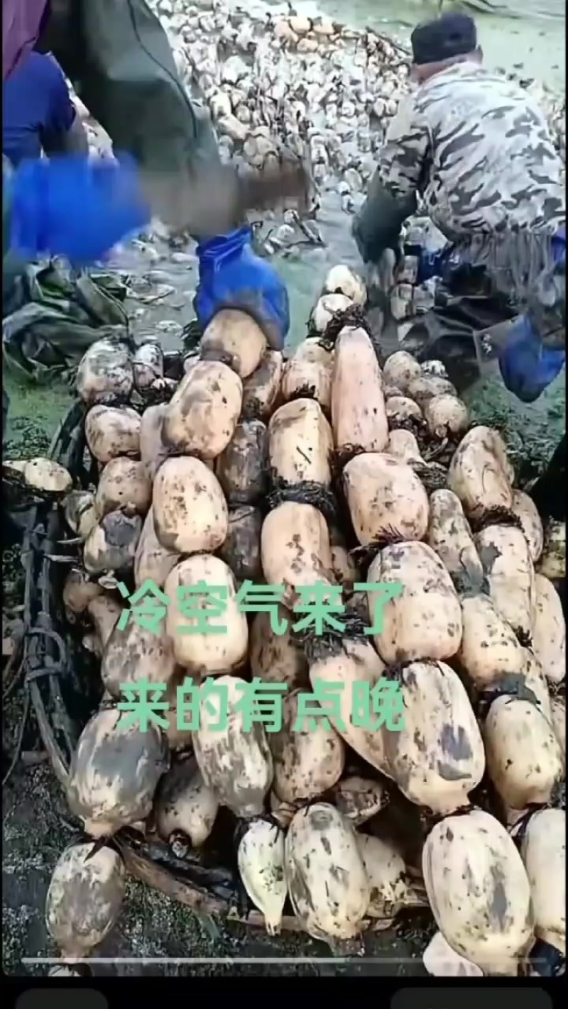 河南南阳新野县精品莲藕
