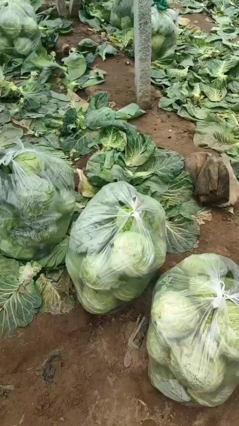 大头菜