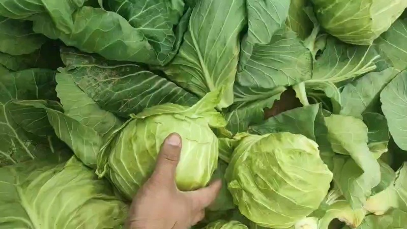 大头菜