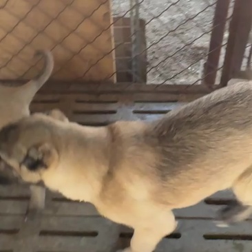 坎高幼犬看家护院护卫猎狼猛犬大头版大骨架