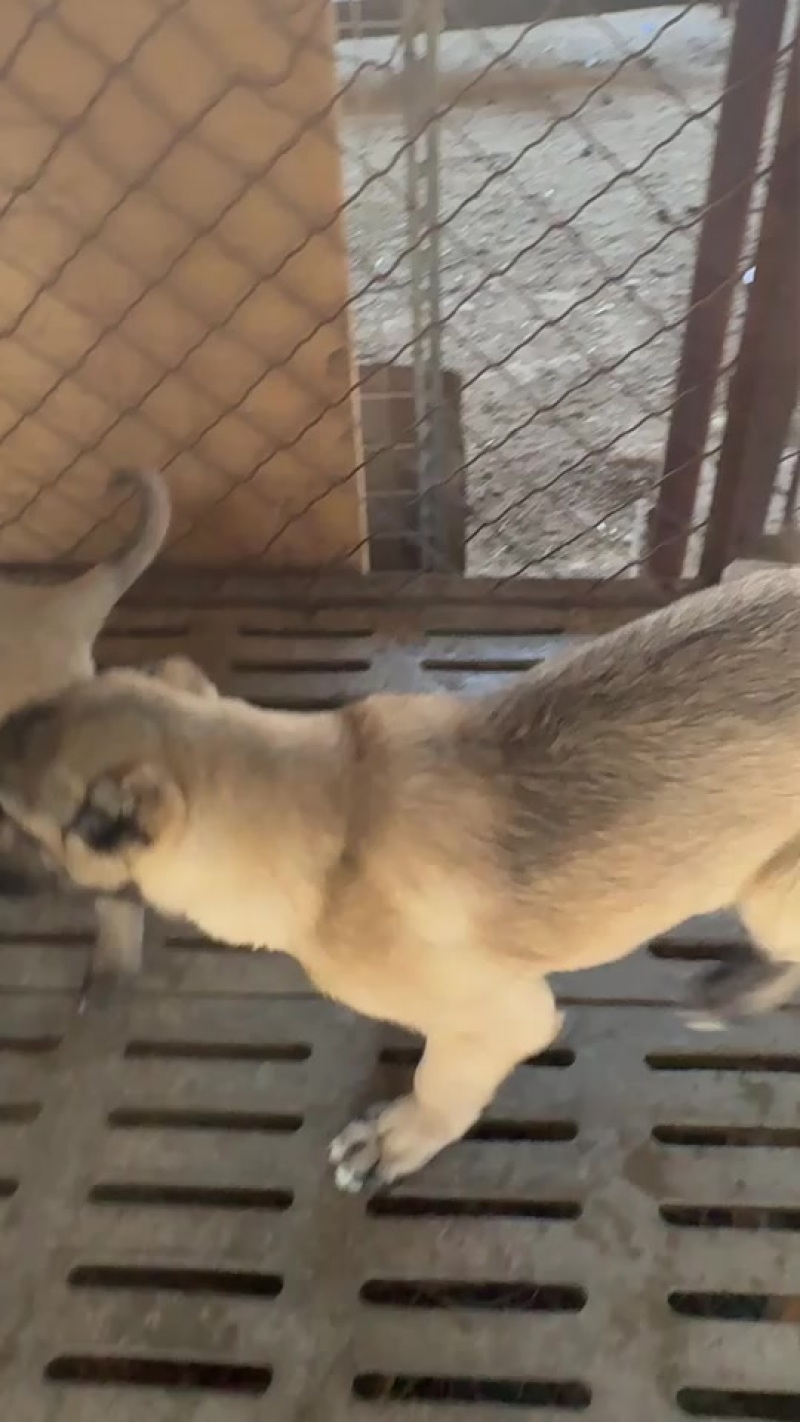 坎高幼犬看家护院护卫猎狼猛犬大头版大骨架