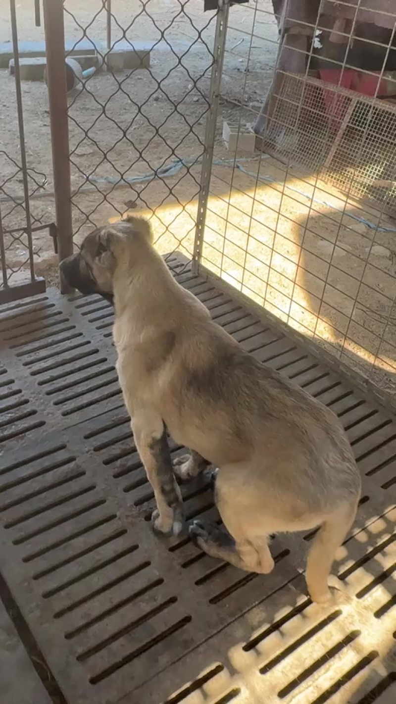 坎高幼犬看家护院护卫猎狼猛犬大头版大骨架