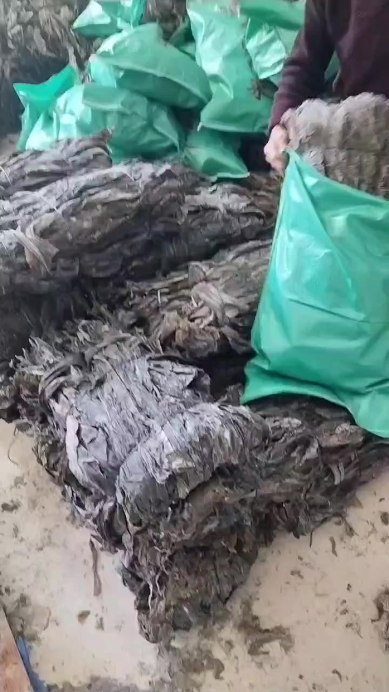 地摊干海带