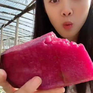 沙窝萝卜，凤梨紫美人萝卜，冰淇淋萝卜，金星萝卜，天星02