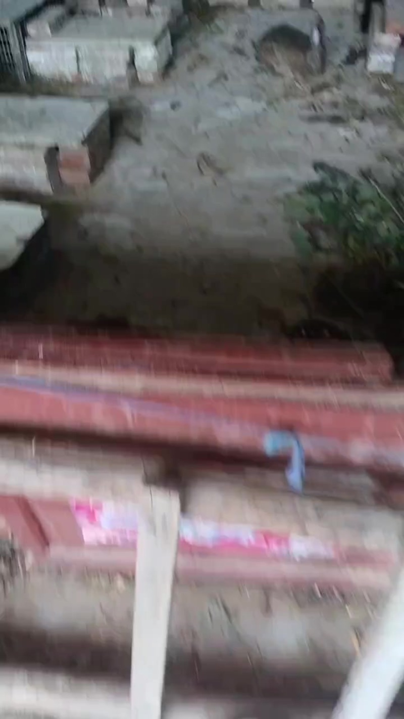 家散养比利时杂交兔子