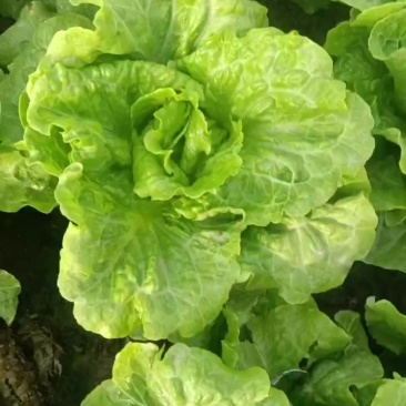 意大利生菜大量上市，欢迎各界老板前来选购