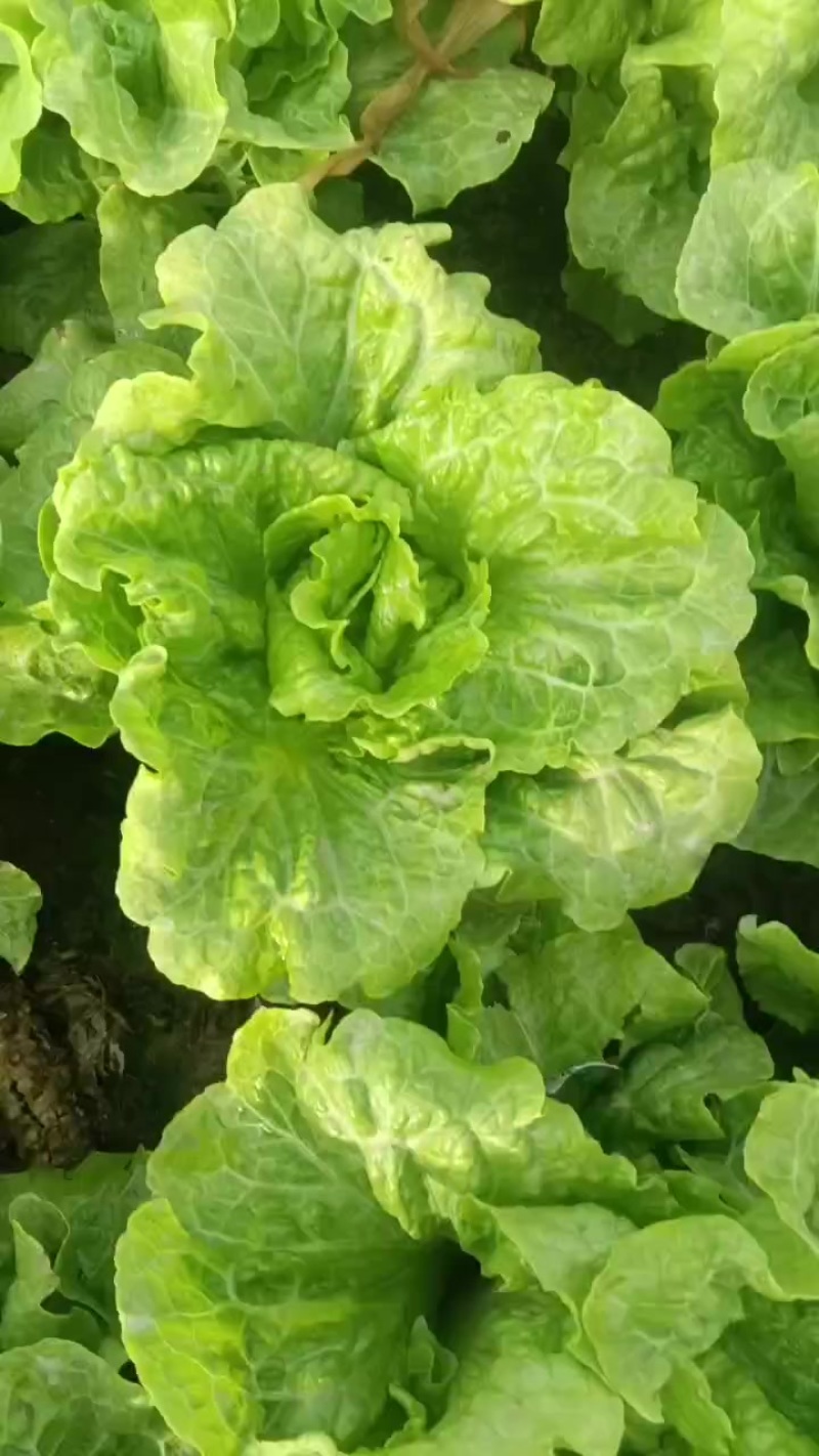 意大利生菜大量上市，欢迎各界老板前来选购