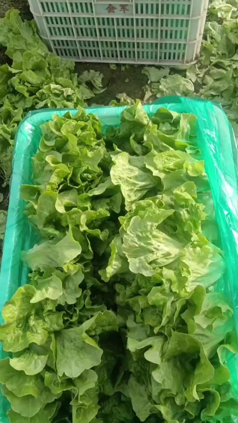 意大利生菜大量上市，欢迎各界老板前来选购