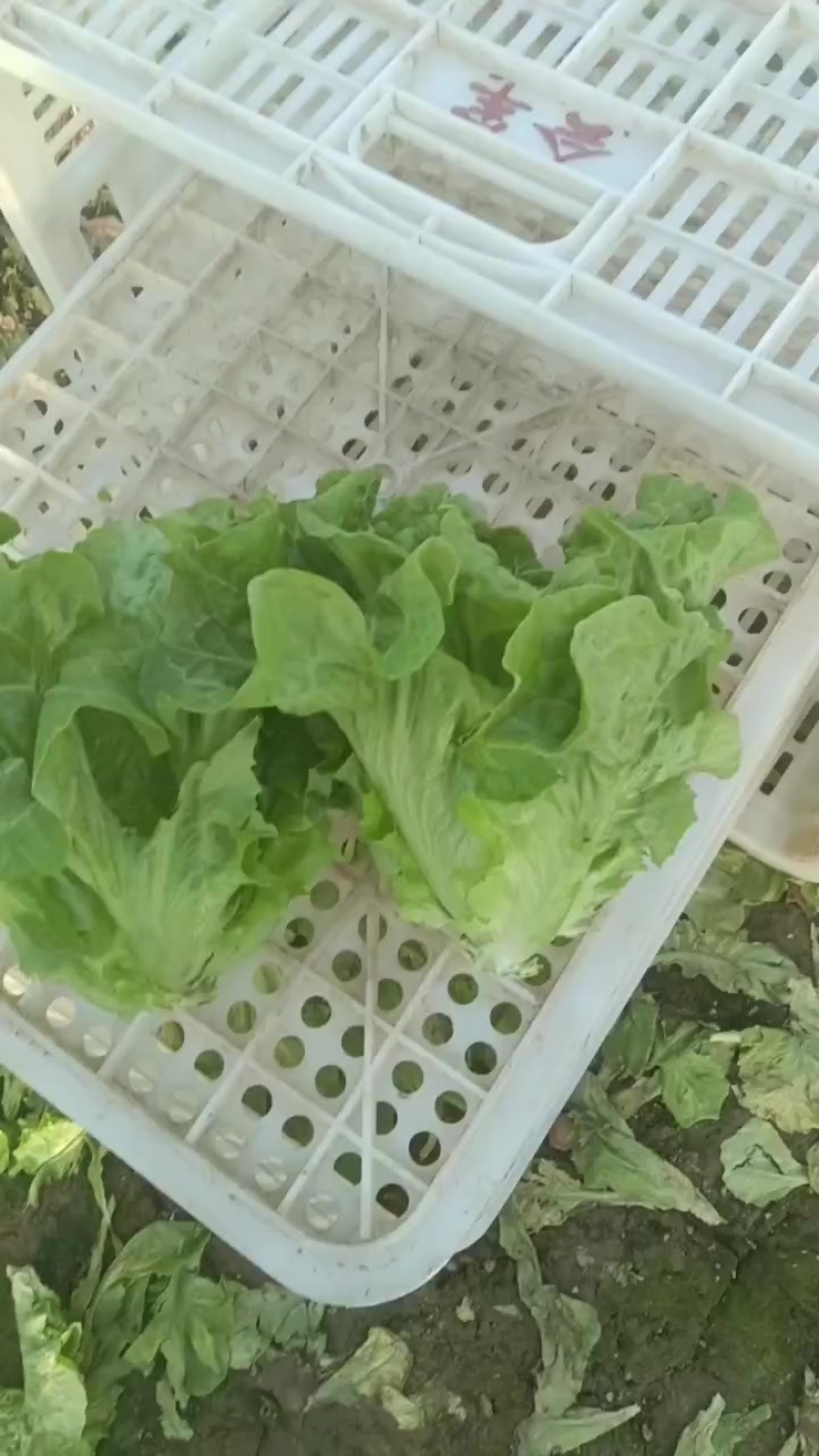 意大利生菜大量上市，欢迎各界老板前来选购