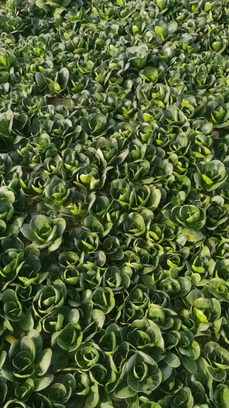 上海精品矮脚青