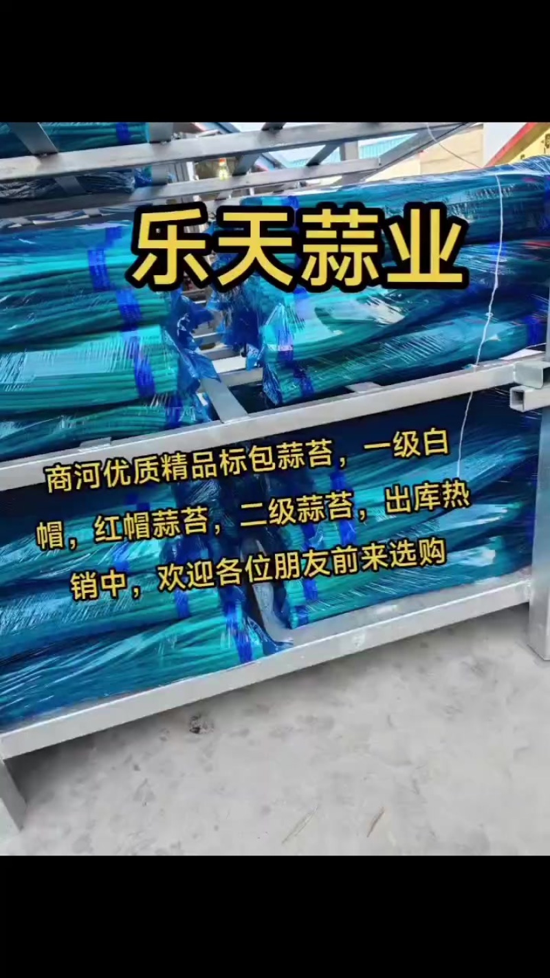 蒜薹～火热销售中，支持全国配送发货，一级白帽，品质高