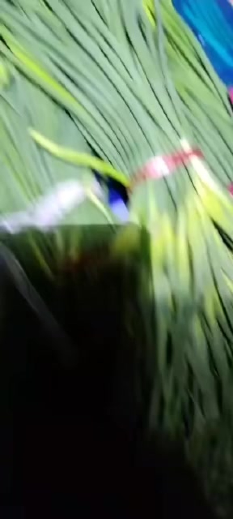 蒜薹～火热销售中，支持全国配送发货，一级白帽，品质高