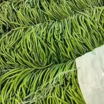 3号青线椒