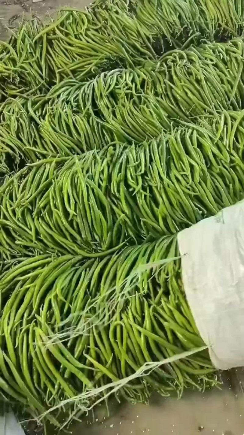 3号青线椒