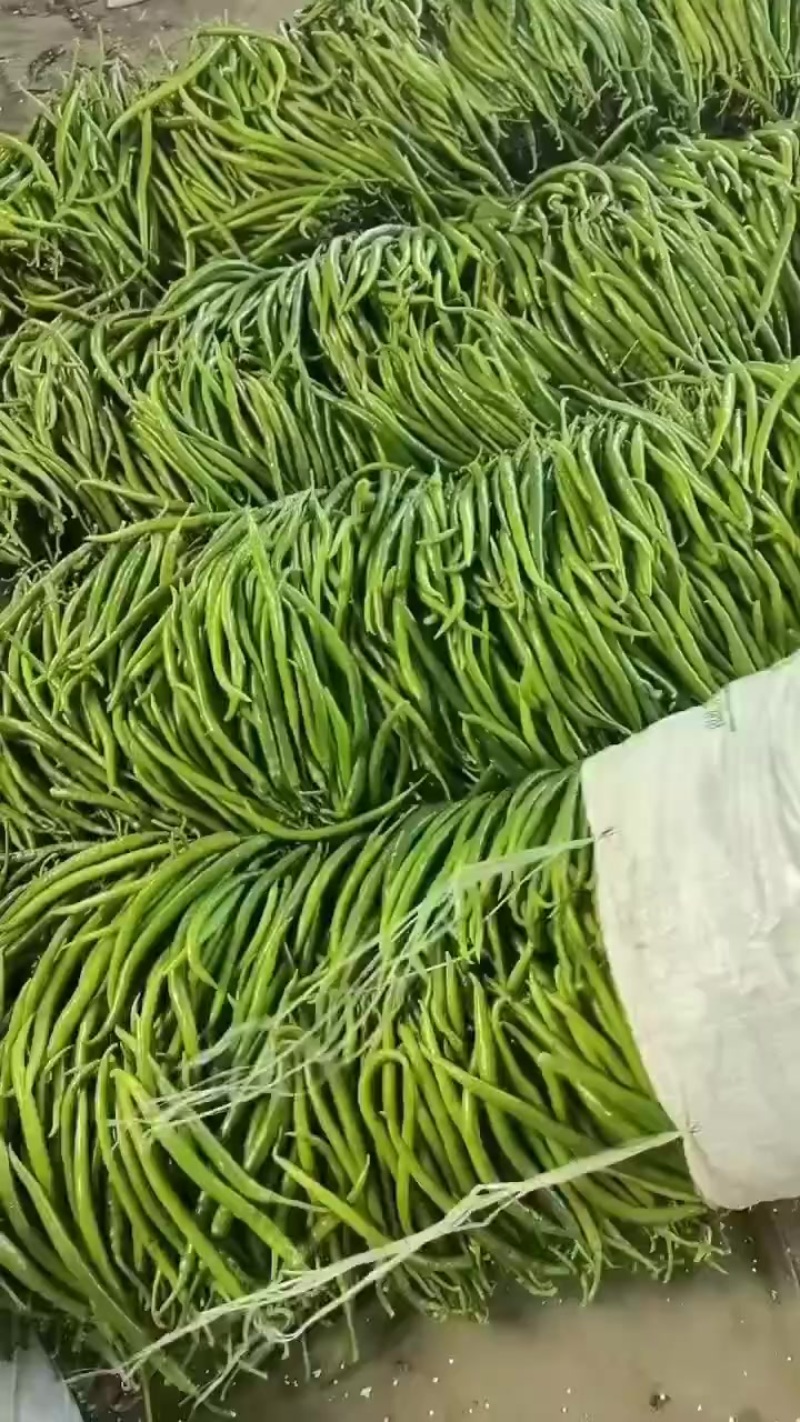3号青线椒