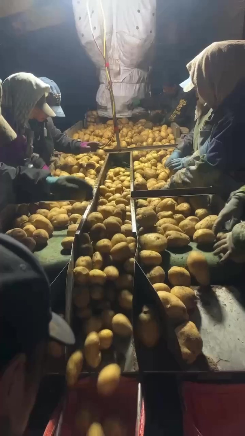 黄心土豆