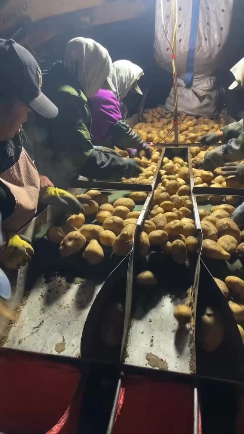 黄心土豆