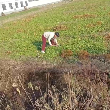 芥菜