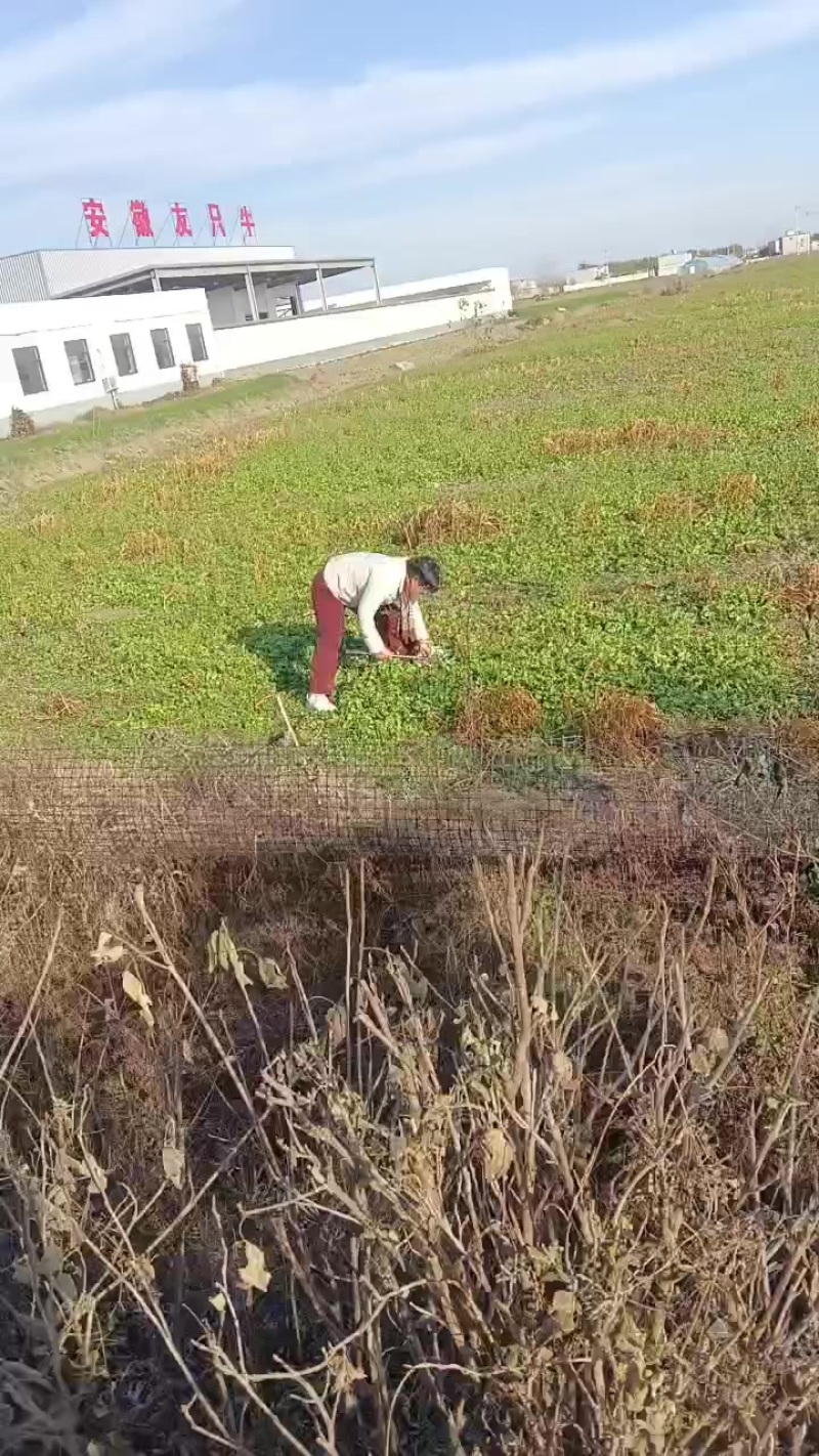 芥菜