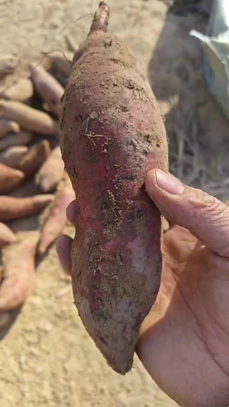 出售各种规格的种薯