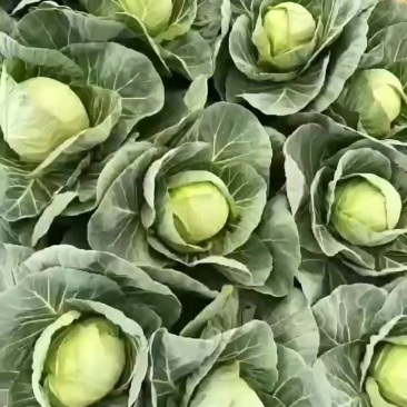 甘蓝，圆包菜大量上市了