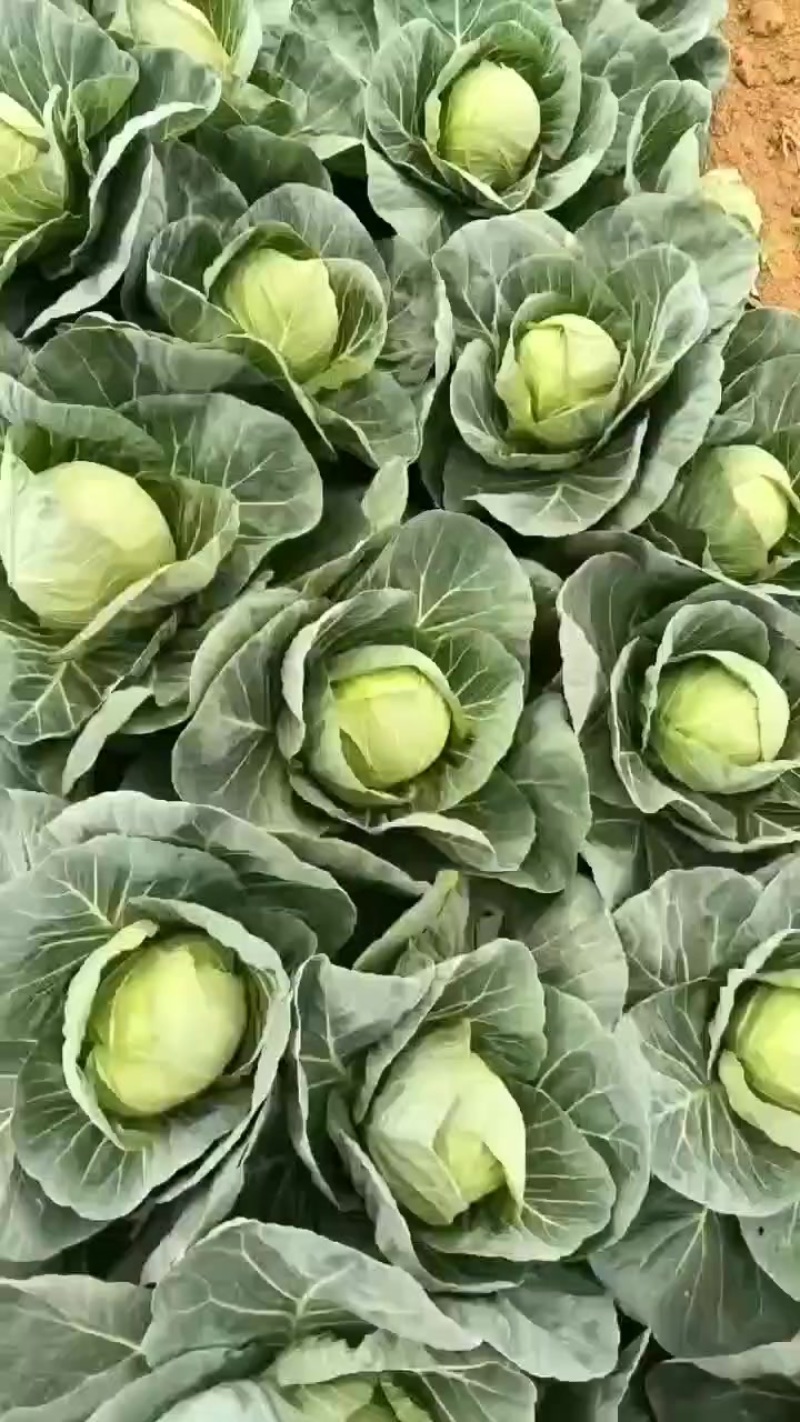 甘蓝，圆包菜大量上市了
