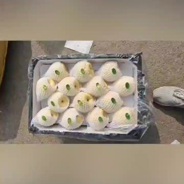 山西高山酥梨，贡梨，蜜梨，口感很好，皮薄肉厚水分充足