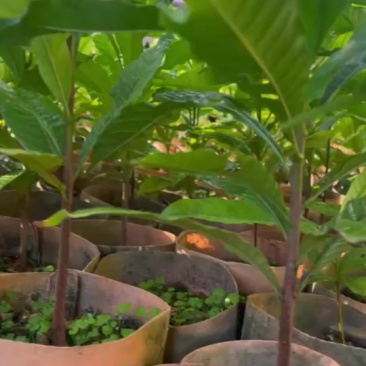 黄晶果直生苗