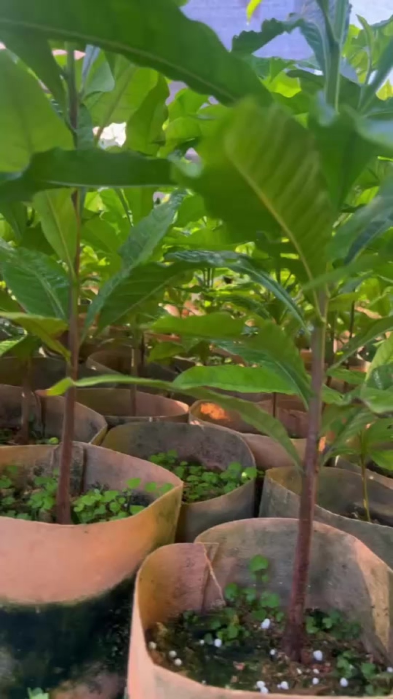 黄晶果直生苗