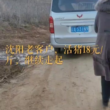 散养黑猪