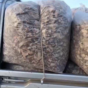 野生白蘑菇