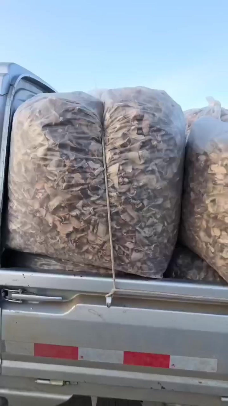 野生白蘑菇