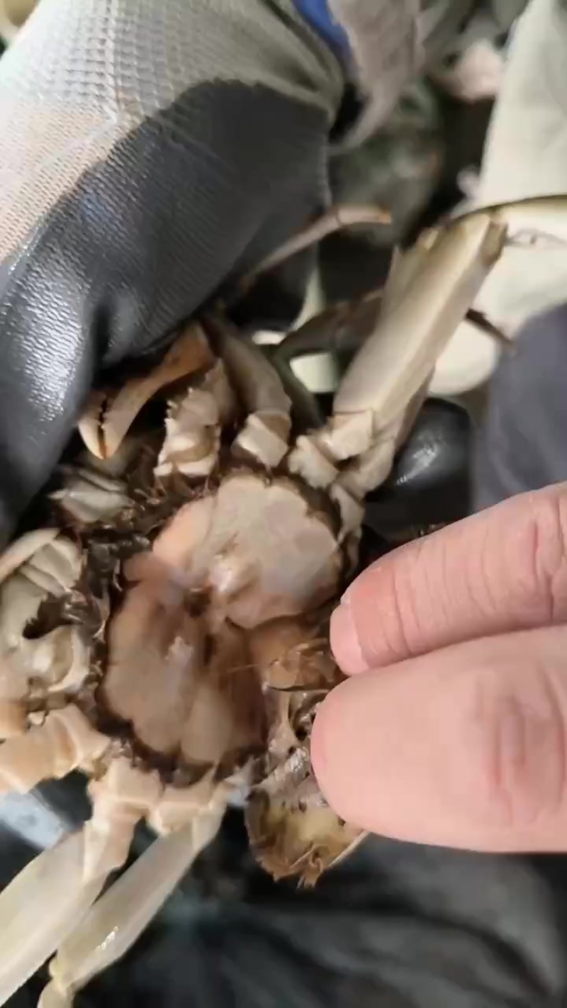 大闸蟹