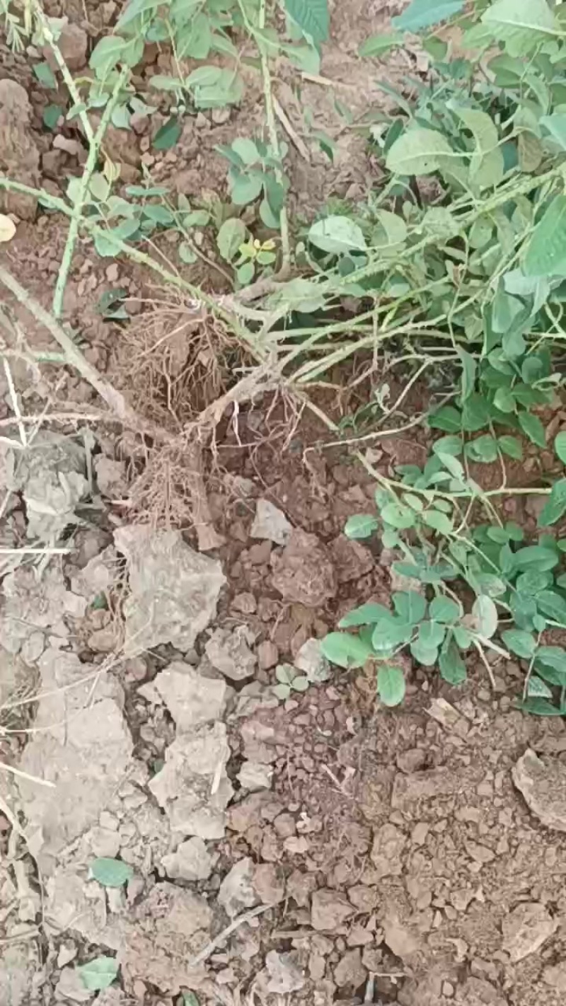 大马士革玫瑰花苗年前最后一批